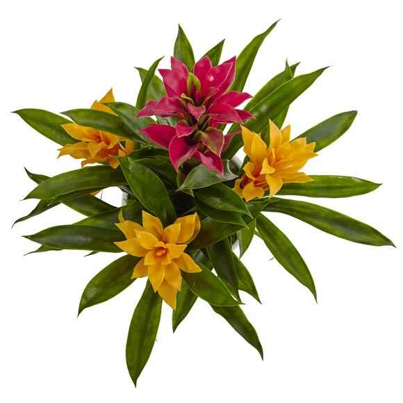 Bromeliad in White Swirl Vase - SKU #6304 - 1