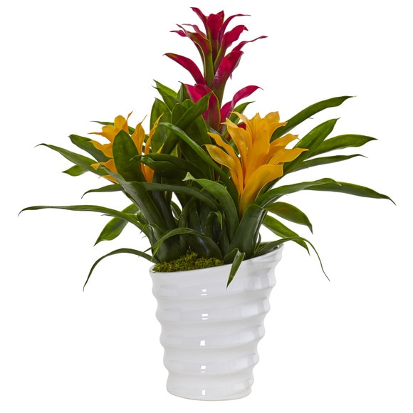 Bromeliad in White Swirl Vase - SKU #6304 - 2