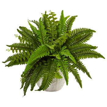 Boston Fern in White Planter - SKU #6308