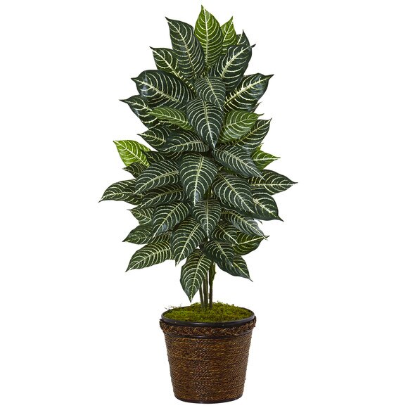 4 Zebra Plant in Coiled Rope Planter - SKU #6315