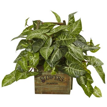 NephthytisPlant in Wood Box Planter - SKU #6324