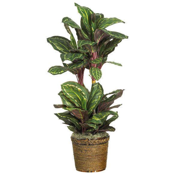 45 Maranta Silk Plant - SKU #6591-0308