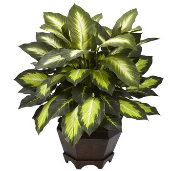Triple Golden Dieffenbachia w/Wood Vase - SKU #6720