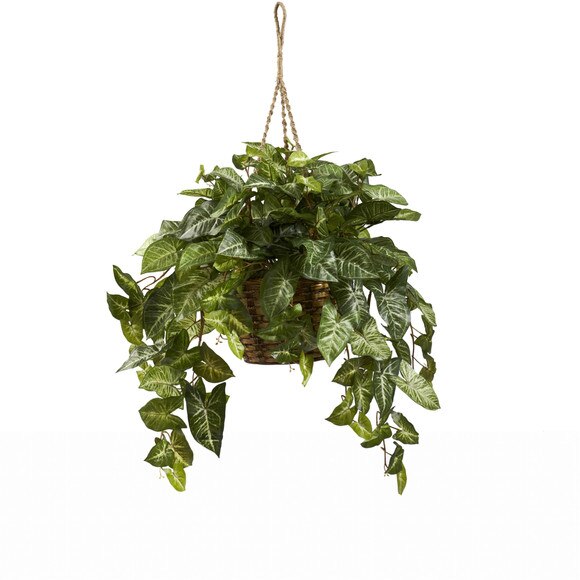Nepthytis Hanging Basket - SKU #6738