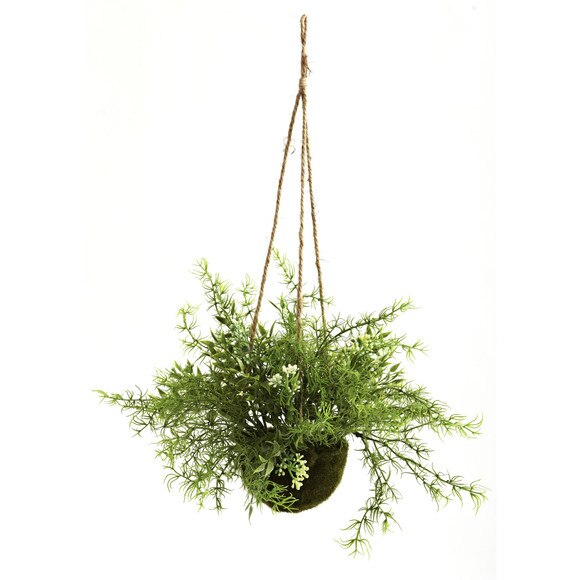9 Rusucs Springeri Sedum Hanging Basket - SKU #6742