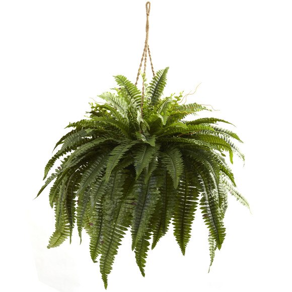 Double Giant Boston Fern Hanging Basket - SKU #6788