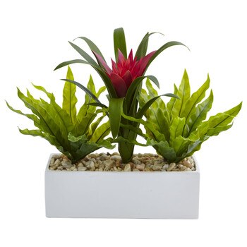 Bromeliad and Birdsnest in Rectangular Planter - SKU #6918