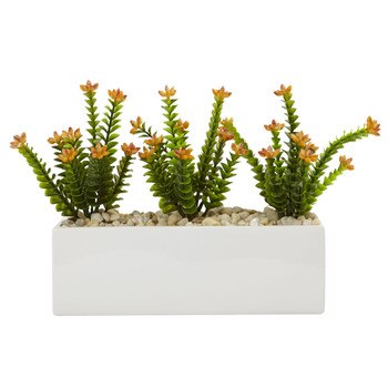 Flowering Sedum in Rectangular Planter - SKU #6925