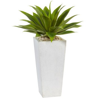 Agave in White Planter - SKU #6950