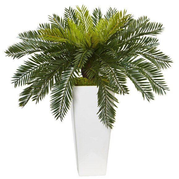 Cycus in White Planter - SKU #6951