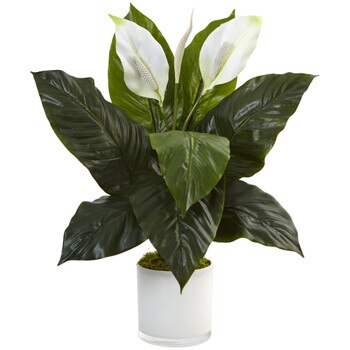 Spathifyllum in Glossy Glass Planter - SKU #6956