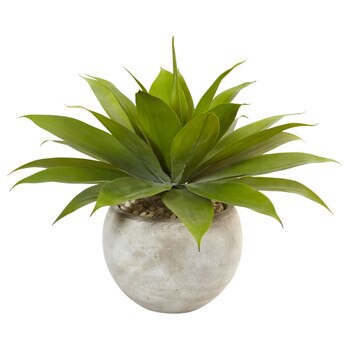 Agave in Sand Colored Bowl - SKU #6959