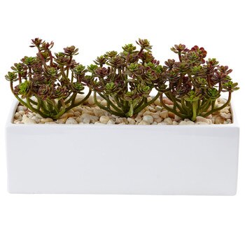 Sedum in Rectangular Planter - SKU #6981