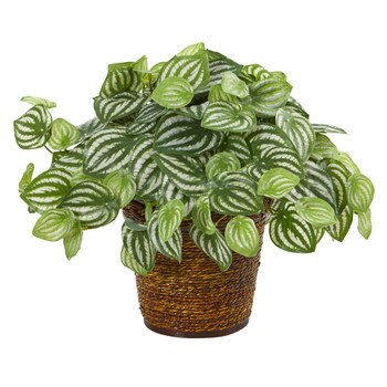 13 Watermelon Peperomia Artificial Plant in Basket Real Touch - SKU #8856