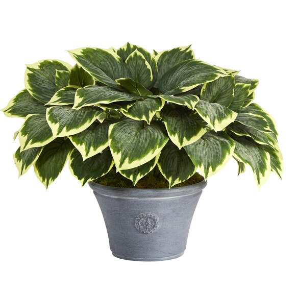 23 Variegated Hosta Artificial Plant in Gray Planter - SKU #P1359