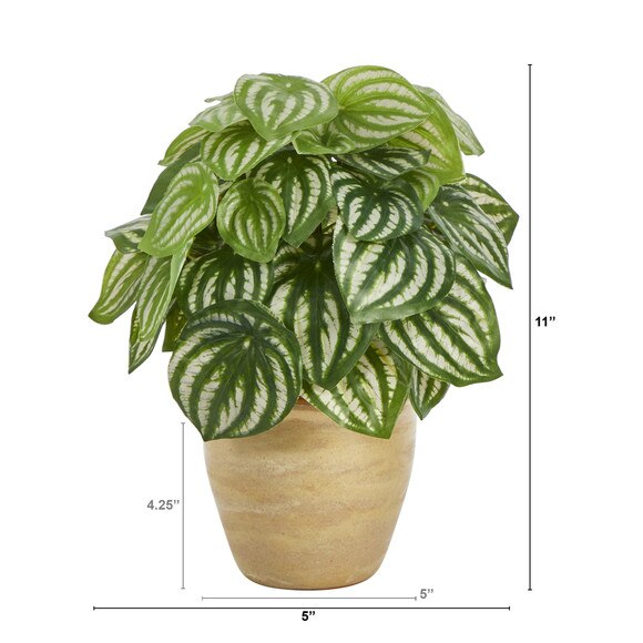 11 Watermelon Peperomia Artificial Plant in Ceramic Planter Real Touch - SKU #P1446 - 1