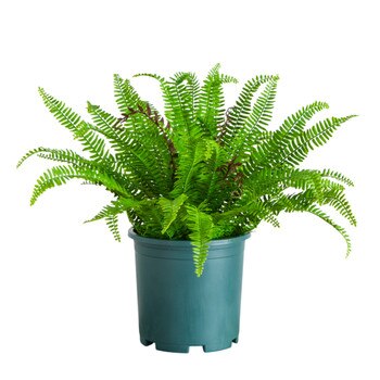 23 Boston Fern Plant in Plastic Pot UV Indoor/Outdoor - SKU #P2174