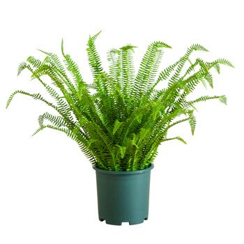 3 Boston Fern Plant in Plastic Pot UV Indoor/Outdoor - SKU #P2176