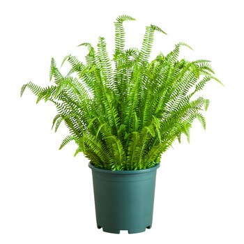 4 Boston Fern Plant in Plastic Pot UV Indoor/Outdoor - SKU #P2177